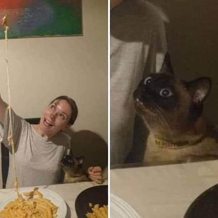 Punch Cat tweet media