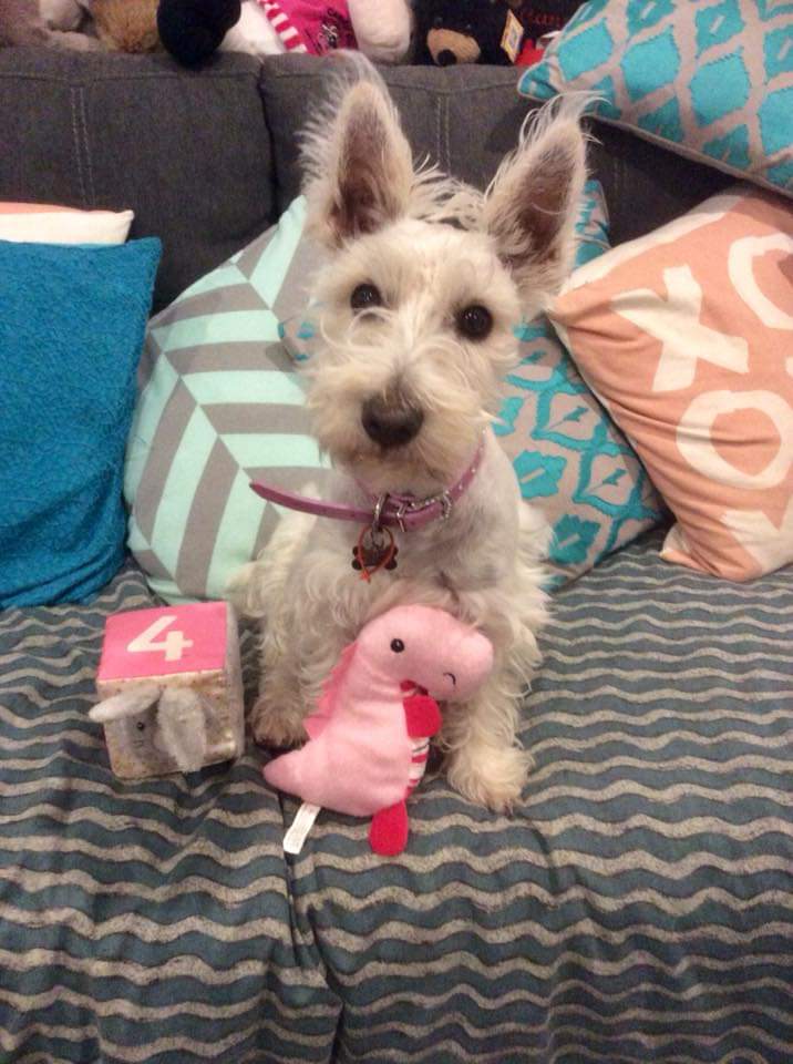 Good morning my dear sweet frens🌛🌟 Have a great day/night wherever you are 🌏🌍🌎❤️ 💖Please be kind, compassionate &amp; helpful. Stay safe. Look after yourselves &amp; each other. I love you all, fanks so much for being my fren😘 🙏🐾🫶❤️🧡💛💜🩷💚💙🩵🤎🩶🖤🤍