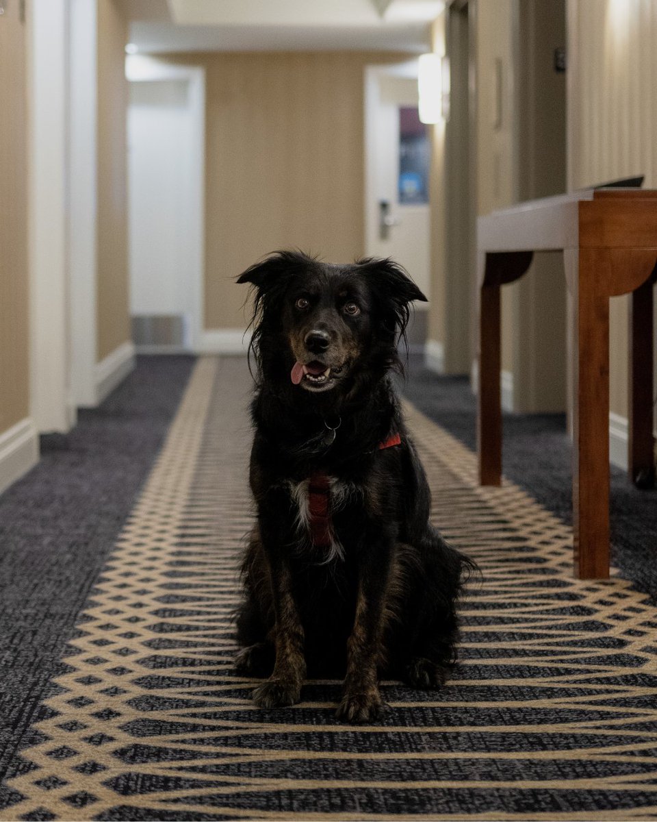 Hilton Vancouver Airport tweet media