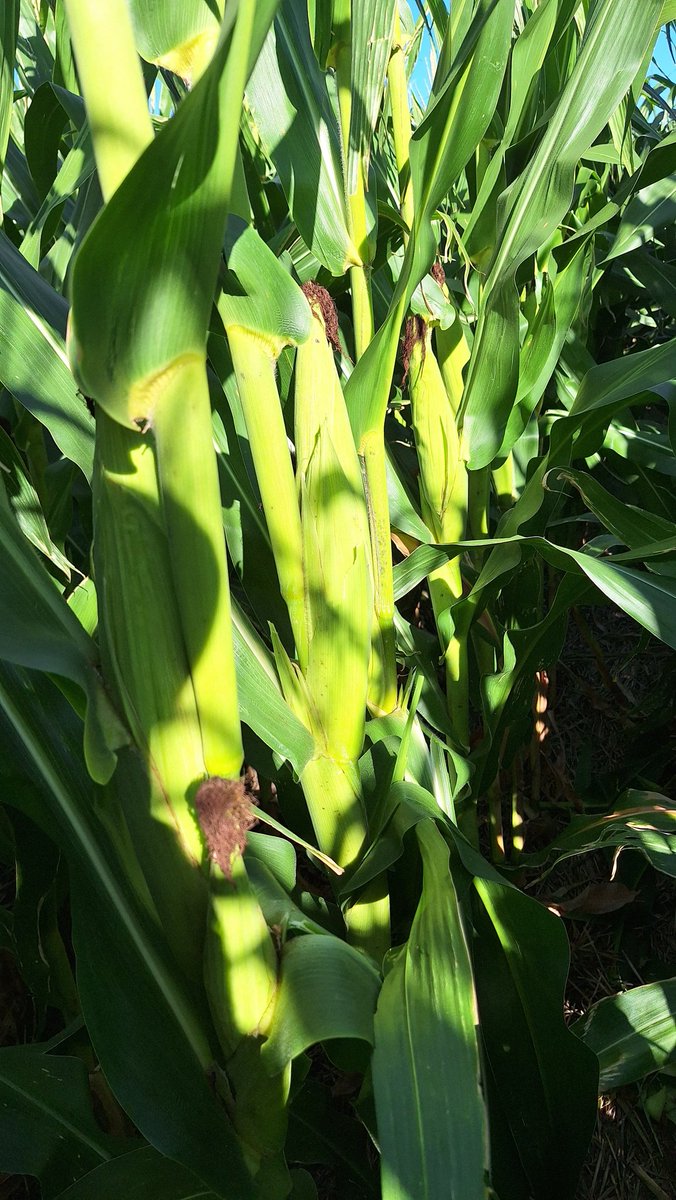 Javier Iguacel tweet media