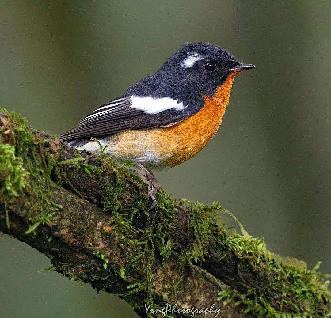 TheBatBotLab🇺🇸 tweet media