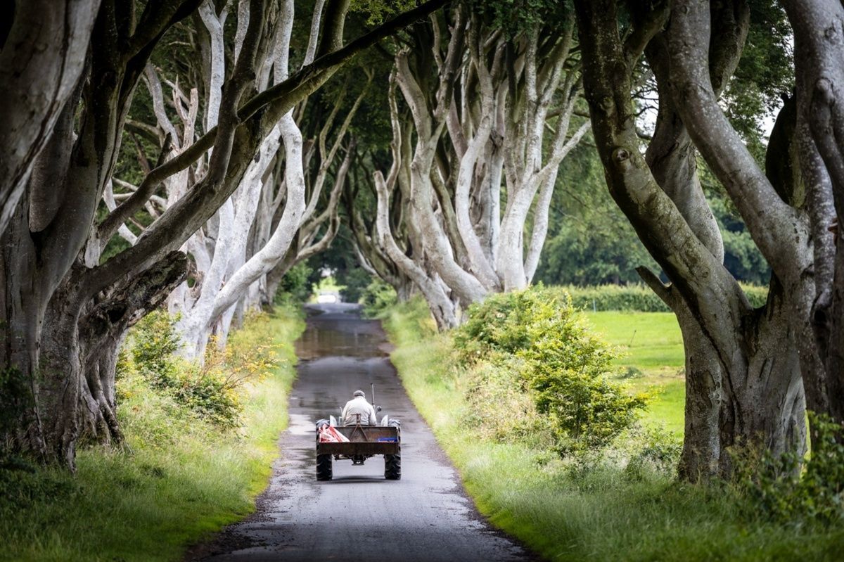 jamesonabart's tweet photo. The Dark Hedges—myth above, daily life below. 

#NorthernIreland #TravelPhotography https://t.co/58GjJvJzn0