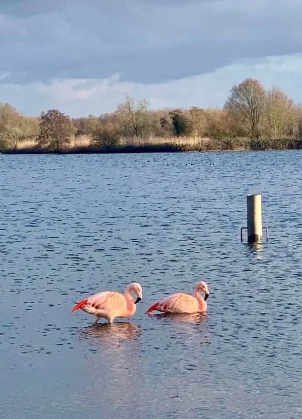 Robin van Wijk tweet media