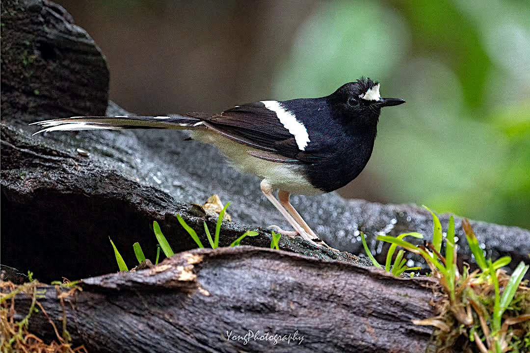 TheBatBotLab🇺🇸 tweet media