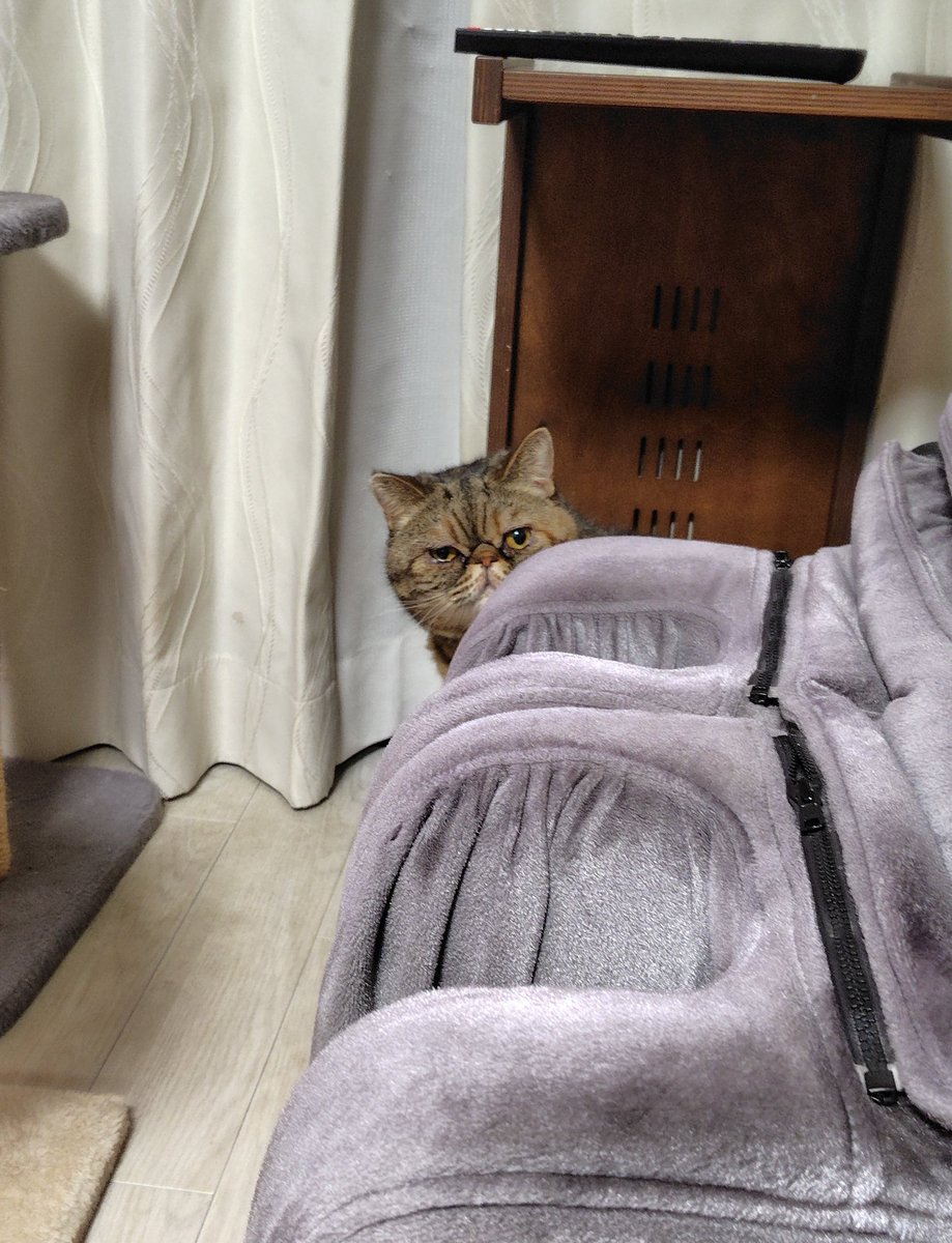 ひょっこりアンコ😽www
#エキゾチックショートヘア