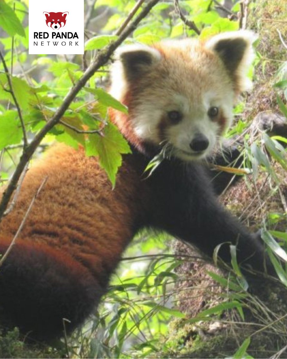 Red Panda Network tweet media