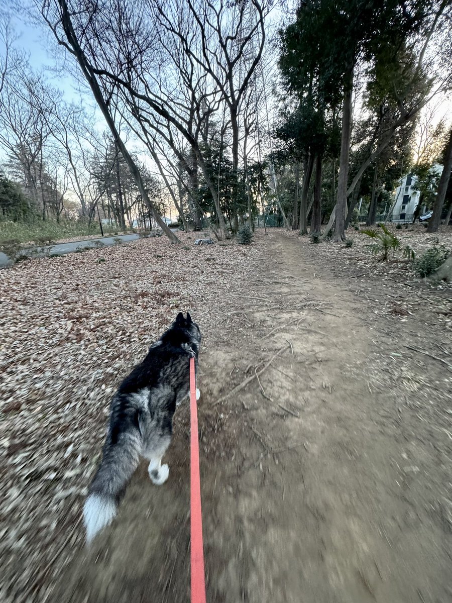 1965Nightbird's tweet photo. あさぽ(0度)
明るくなるのが早まってきた感がある5㌔
#ルディ #シベリアンハスキー https://t.co/bZAXDLQD2X