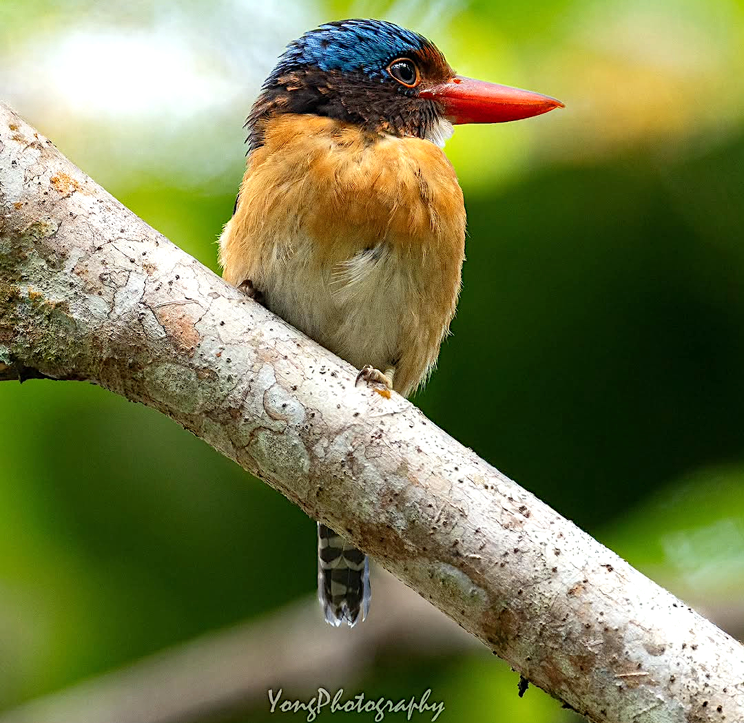 TheBatBotLab🇺🇸 tweet media