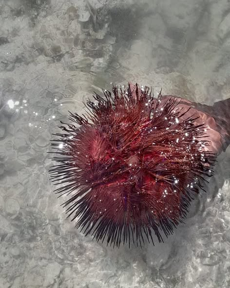 Satima Expeditions And Events tweet media