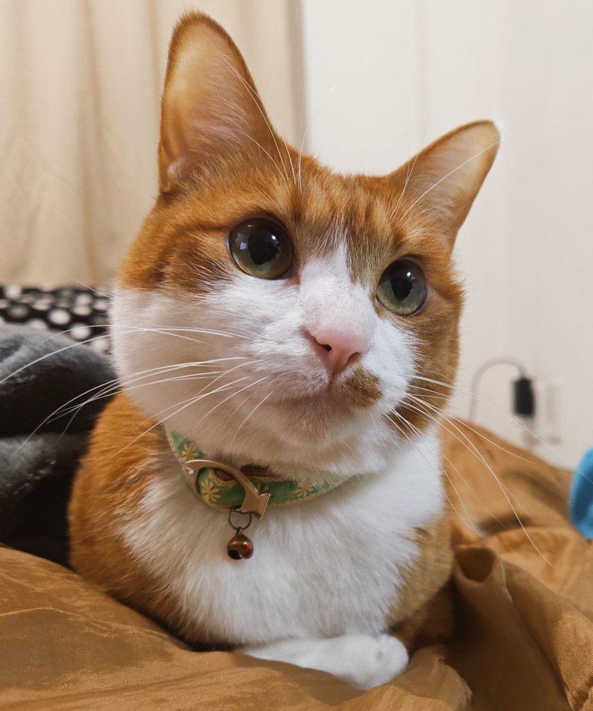 幸(ゆき)日和 (@chananbo) / Posts / X