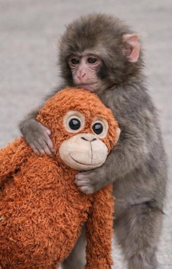 Que Deus proteja ele de toda a maldade dos outros animais 😭