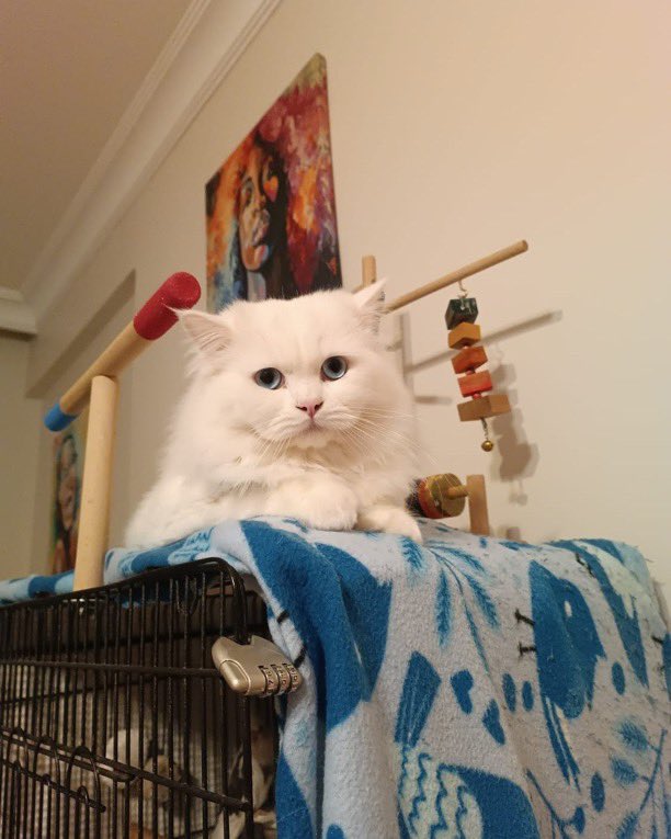 YENİ YUVASINI ARIYOR 
Yer: İstanbul (Kartal)
İletişim: 0545 473 10 76 (Whatsapp üzerinden kendinizi tanıtan bir mesaj yazınız.)

<a href="/zllktlr/">Zülal Kutluer</a>