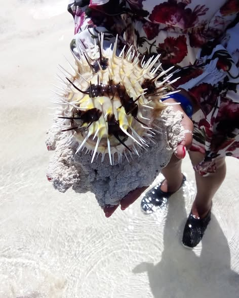 Satima Expeditions And Events tweet media