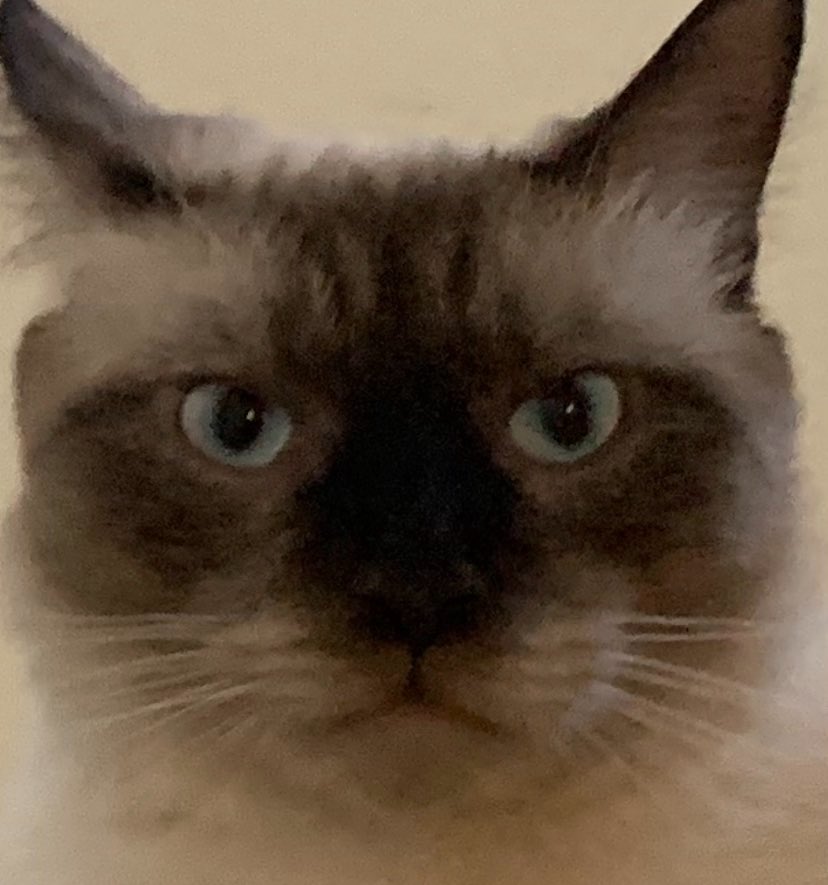 xphantomvibes's tweet photo. @Garrett_Watts His name is Dante! https://t.co/VFuR4yM7F3