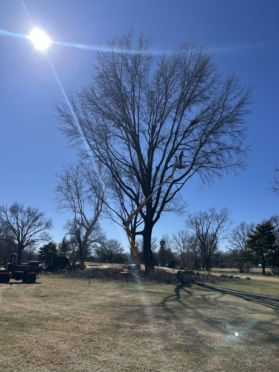 CRgreenside's tweet photo. Assistants ⁦@dwerries23⁩ &amp; ⁦@marco_preston⁩ have been doing a great job raising canopy’s and clearing deadwood this winter.  Tree trimming will continue through March. 

Shout out to my wife for recovering my hacked X account. #Persistence

#CCL #AgronomyTeam #Clean https://t.co/NiF6M9wKXT