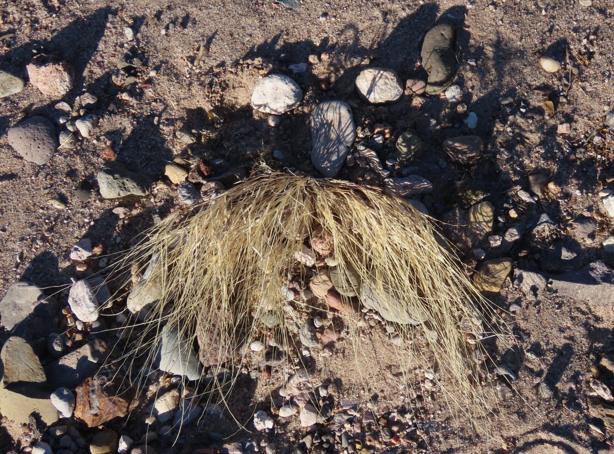 #ChihuahuanDesert today.  Trail through the desert; chopper headed for the mountains; flank of Tortugas and light on the Organs; David Crosby?