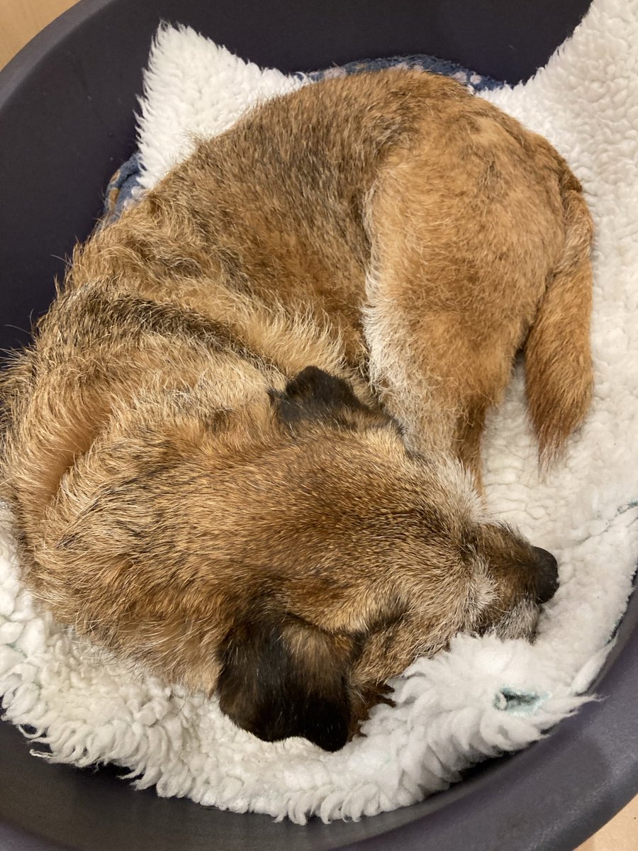Fred Border Terrier🌈❤️ tweet media