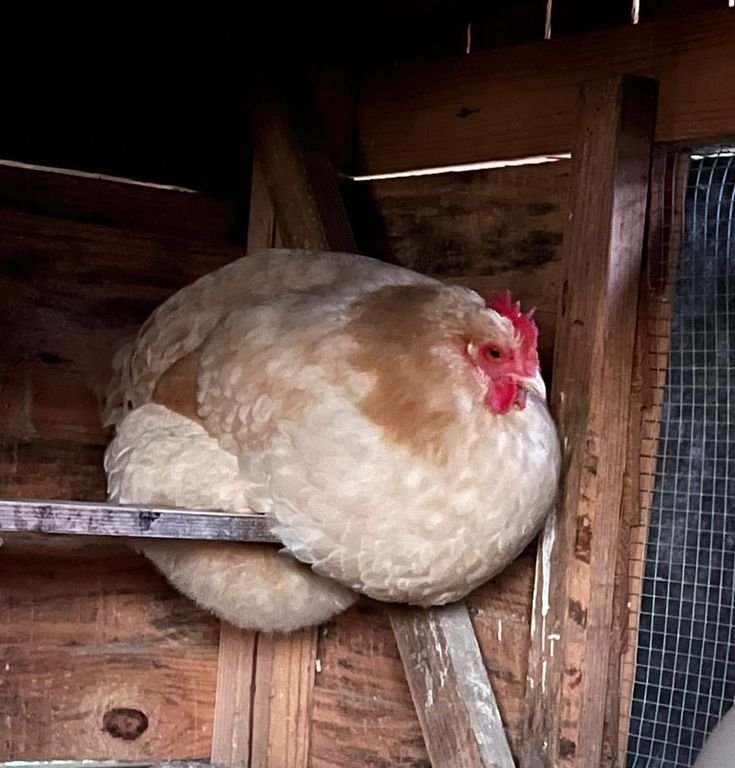 ratiaelune's tweet image. (repost)
big fluffy seikret 
#monsterhunter