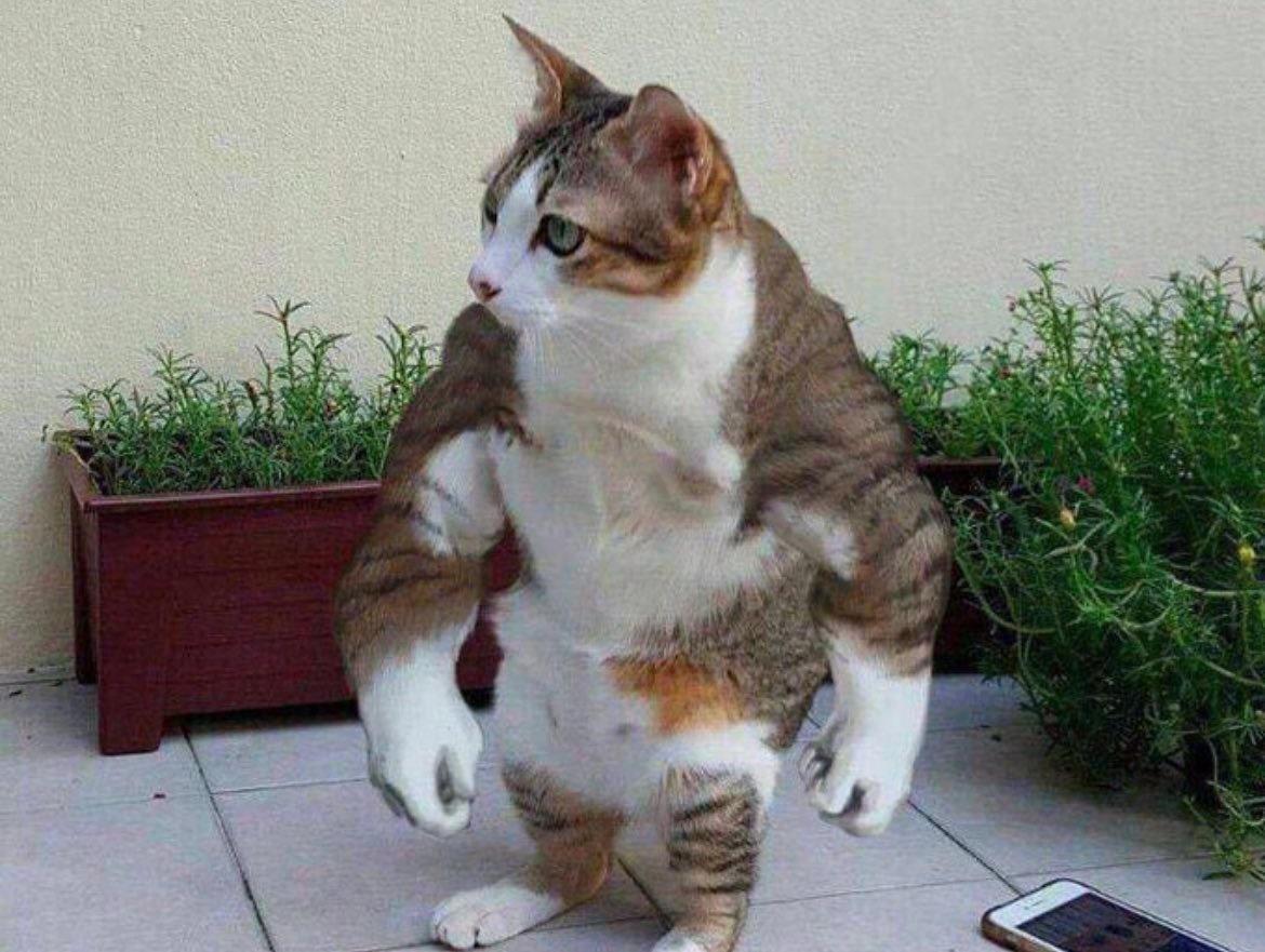 Rib Fairs shadow ob krimmas past tweet media