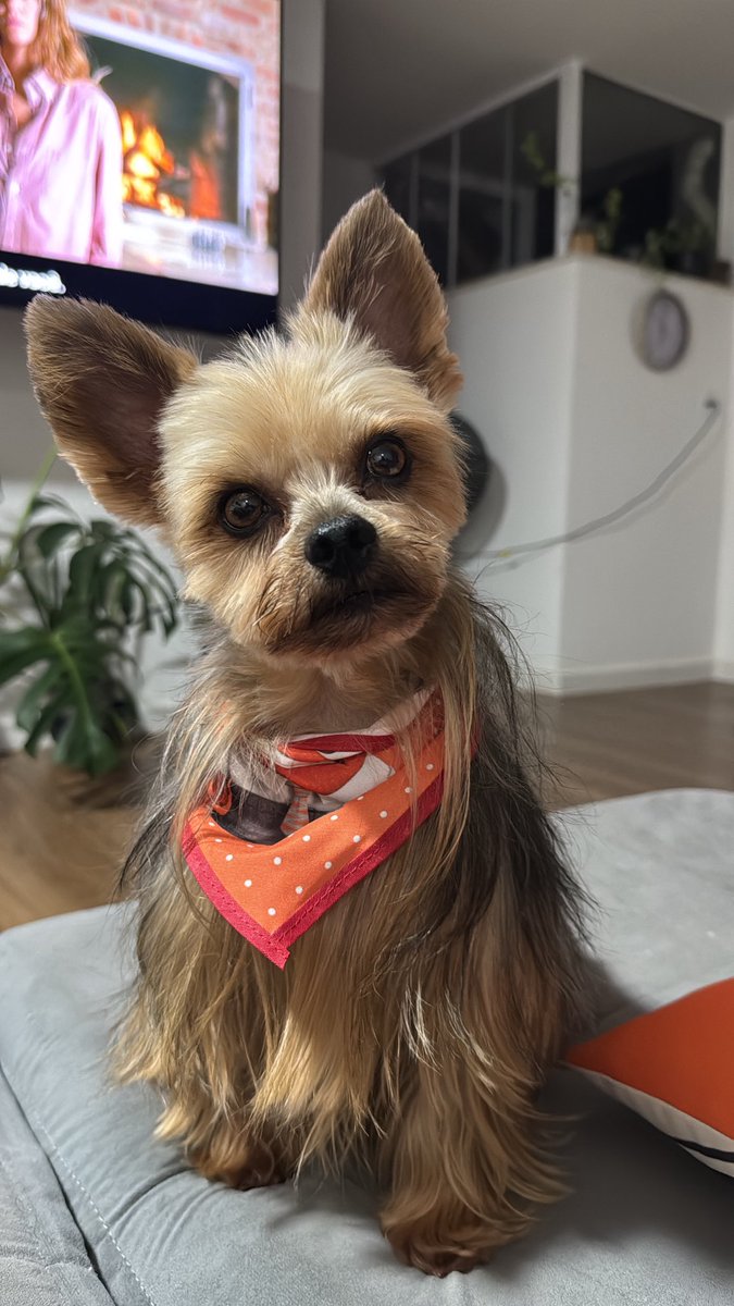 Amanda Taróloga tweet media