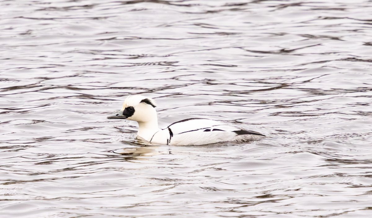 SteveMcDonnell4's tweet photo. @teesbirds1 
A White Nun today. https://t.co/YA914601vf