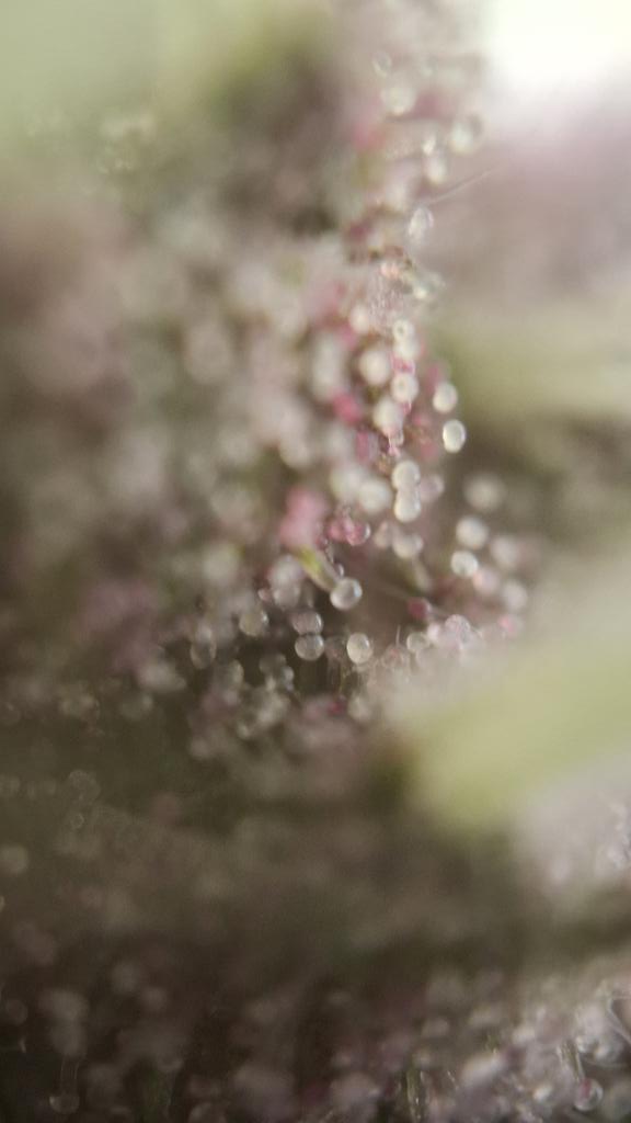 Acidburn_41 tweet media