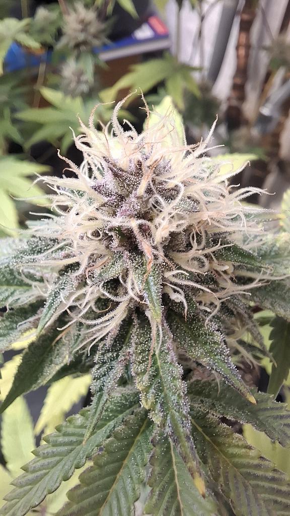 Acidburn_41 tweet media