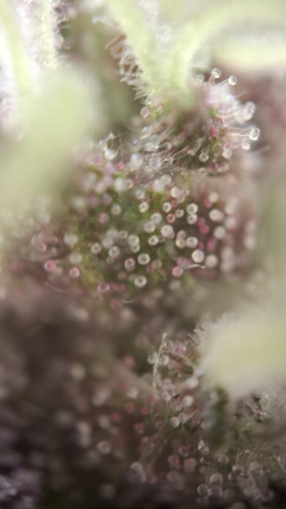 Acidburn_41 tweet media