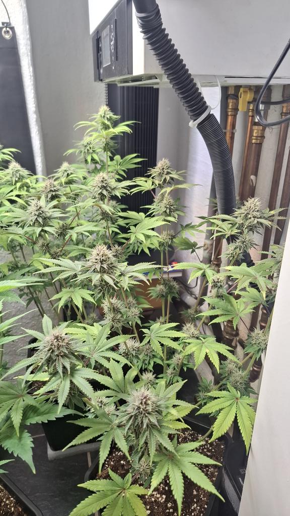 Acidburn_41 tweet media