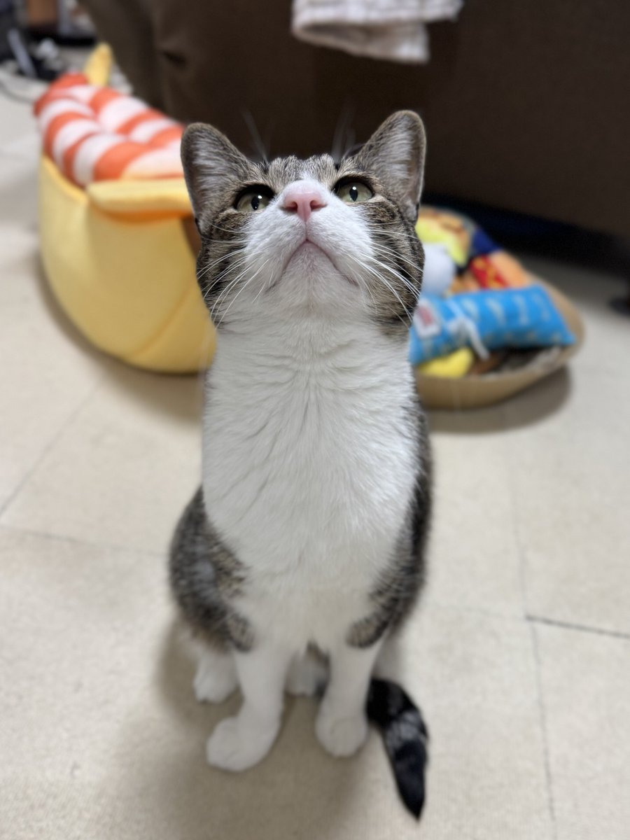 ginnonekoch's tweet photo. おはようございにゃん✨🐾 https://t.co/7e8Rz0LvIz