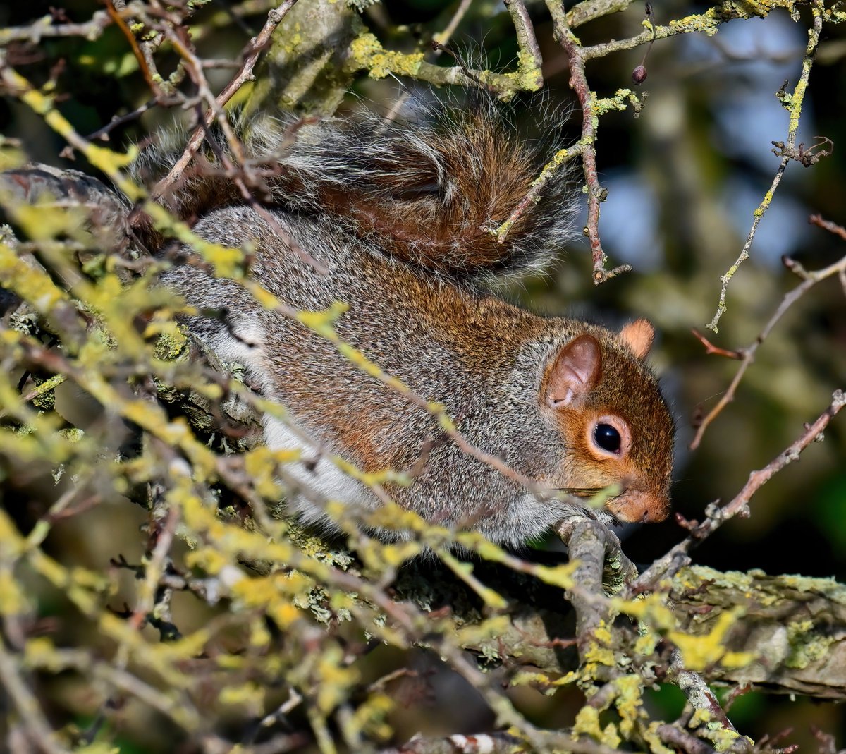 Carl Bovis tweet media