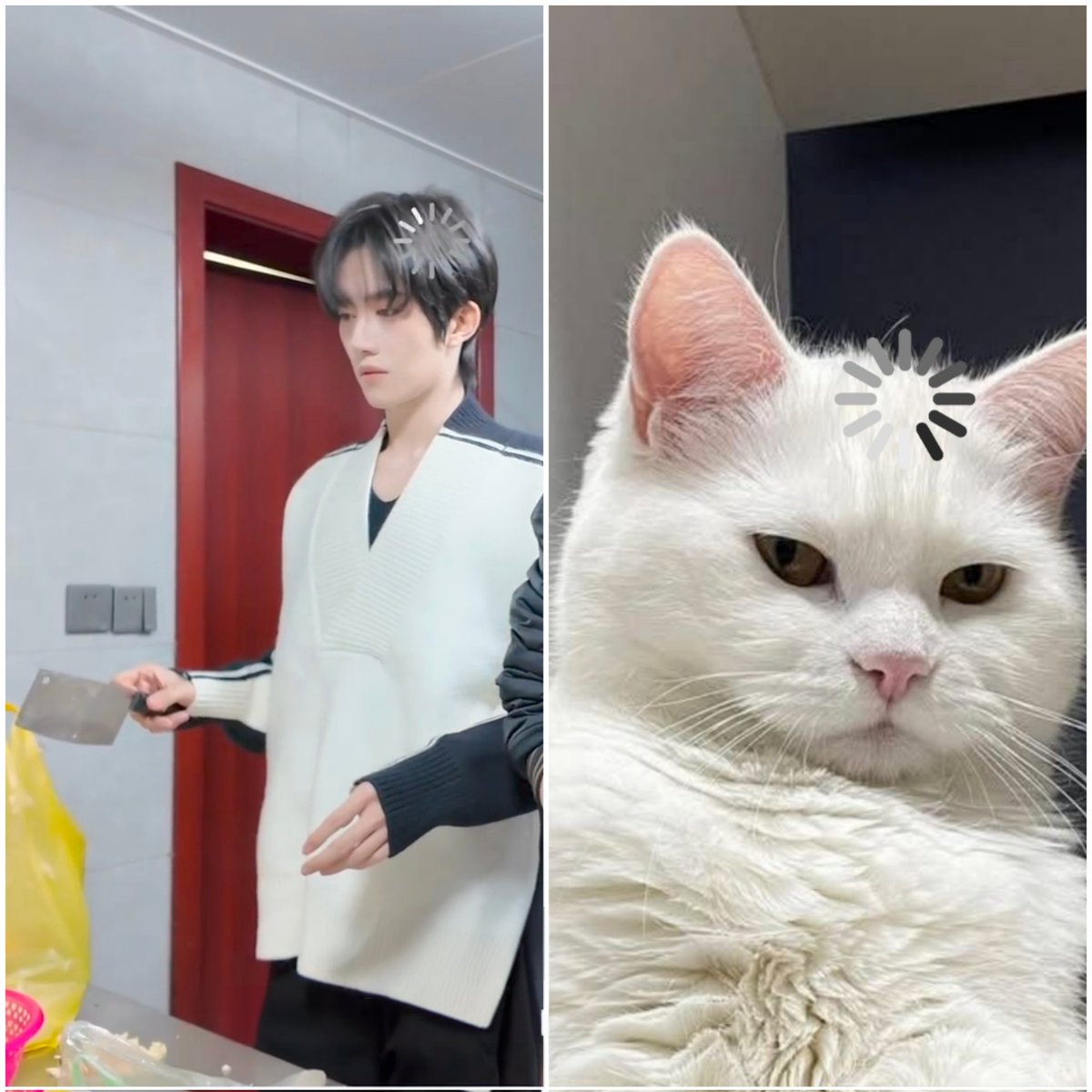 Amy_hx1125's tweet photo. I see no difference. Just 2 adorable and confused cats 🤏

#EliotHuang #HuangXing #黄星 https://t.co/KJwbssJA1V