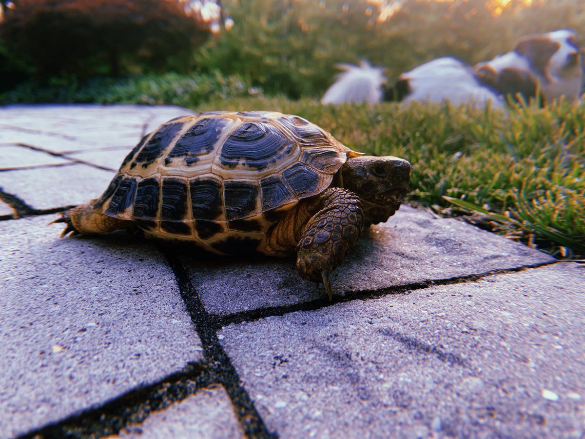 Ashley_Densel's tweet photo. @Garrett_Watts My tortoise, bertle (male, 9). Named as such because I once played a copyright-free version of Yertle the turtle in a Minecraft roleplay. He was shipped to me in a box. Scary! No further questions https://t.co/RmH9ORvpPn