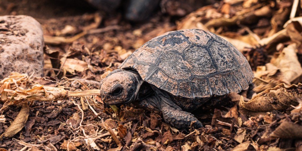 Lindblad Expeditions tweet media