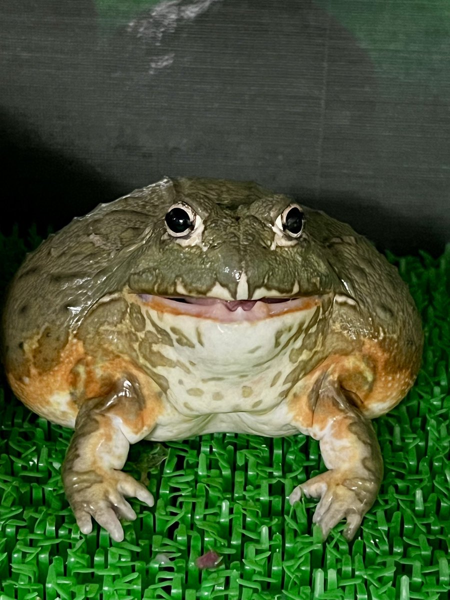 SuDaChi すだち tweet media