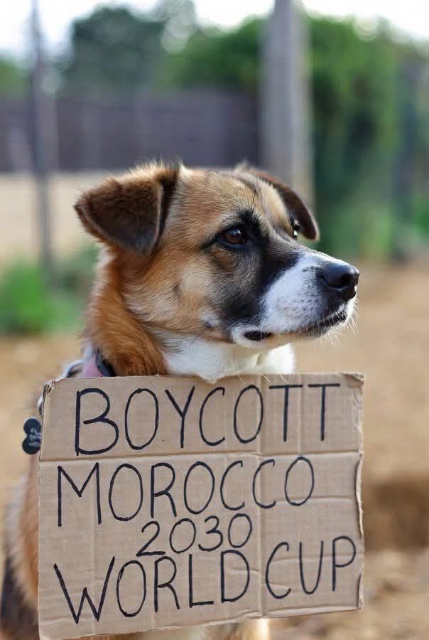 RT if you agree!

Shame on #Morocco and #FIFAWorldCup 😡!