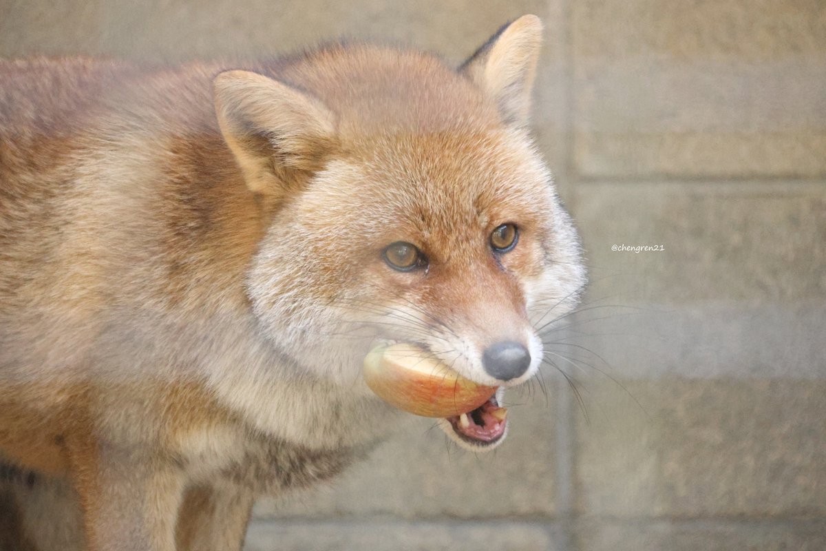 りんごうま(モリ♂) #姫路市立動物園 #ホンドギツネ