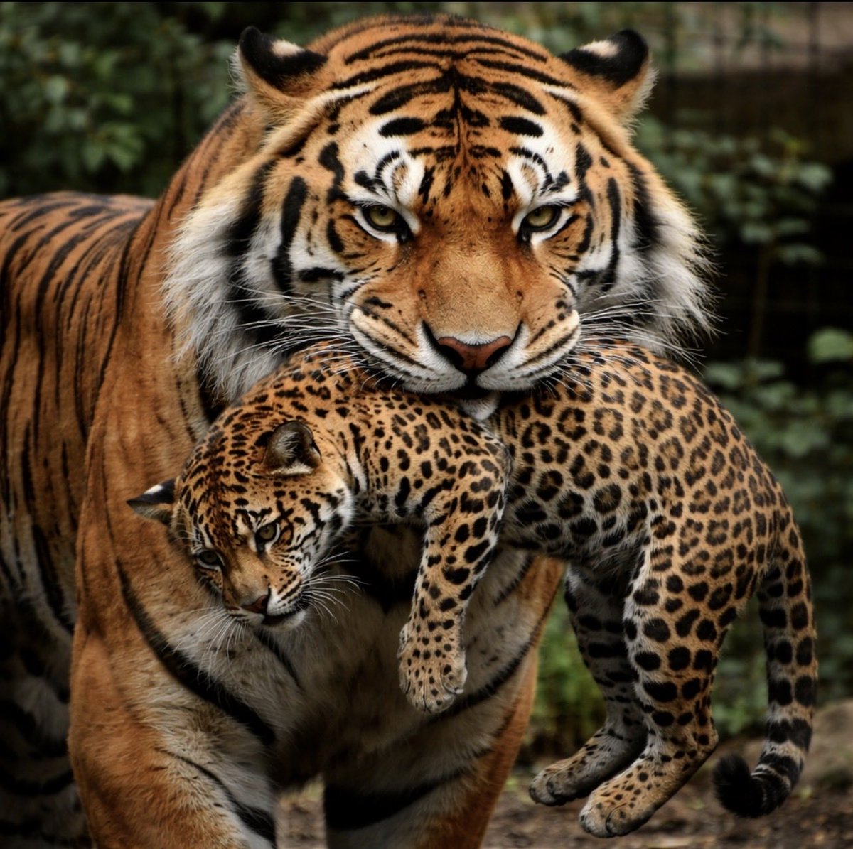 Barstool BV tweet media