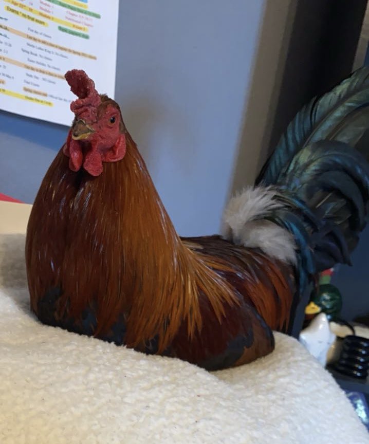 Stephanie94__'s tweet photo. @Garrett_Watts My rooster Derp 💕 https://t.co/HXkR74SfGB