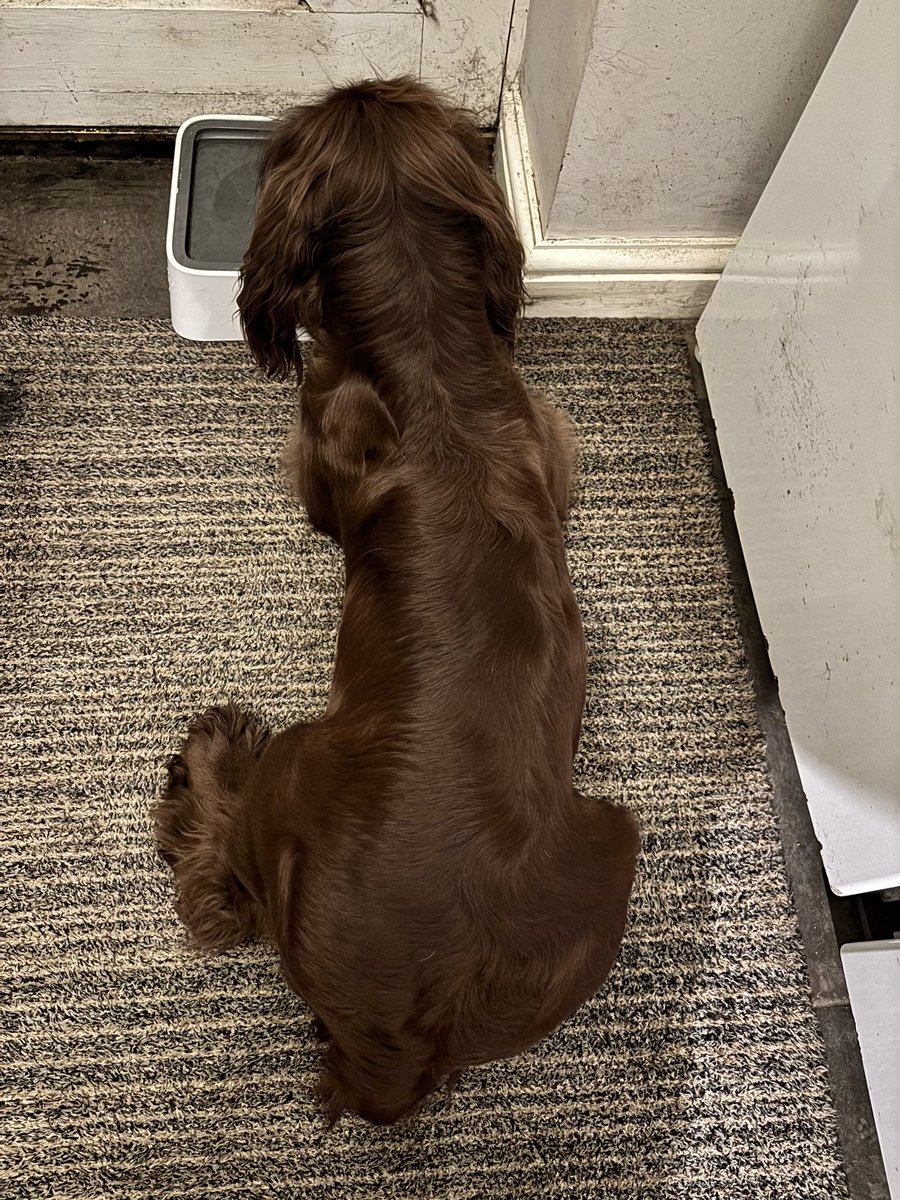EmmaSeeburg's tweet photo. The spaniel who has been shown that the tiny little field mouse is NOT under the water bowl so therefore it must be 2mm thin and hiding under the door!! Wonder if sheโll still be there in the morning?! And spaniels are very intelligentโฆ #bemorespaniel ๐ https://t.co/e3AxBfA7eA