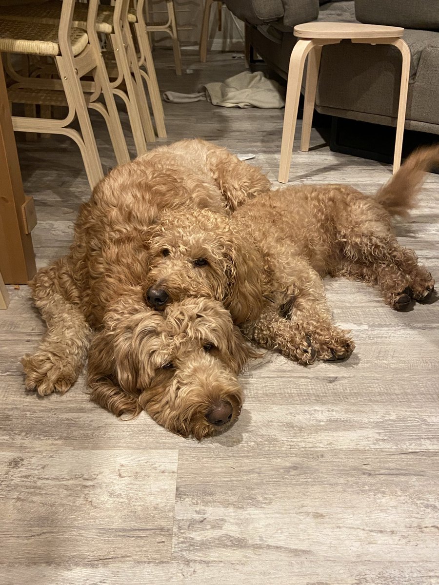 Not_CassieJ's tweet photo. @Garrett_Watts My little baby boys https://t.co/1hTA0Vkntq