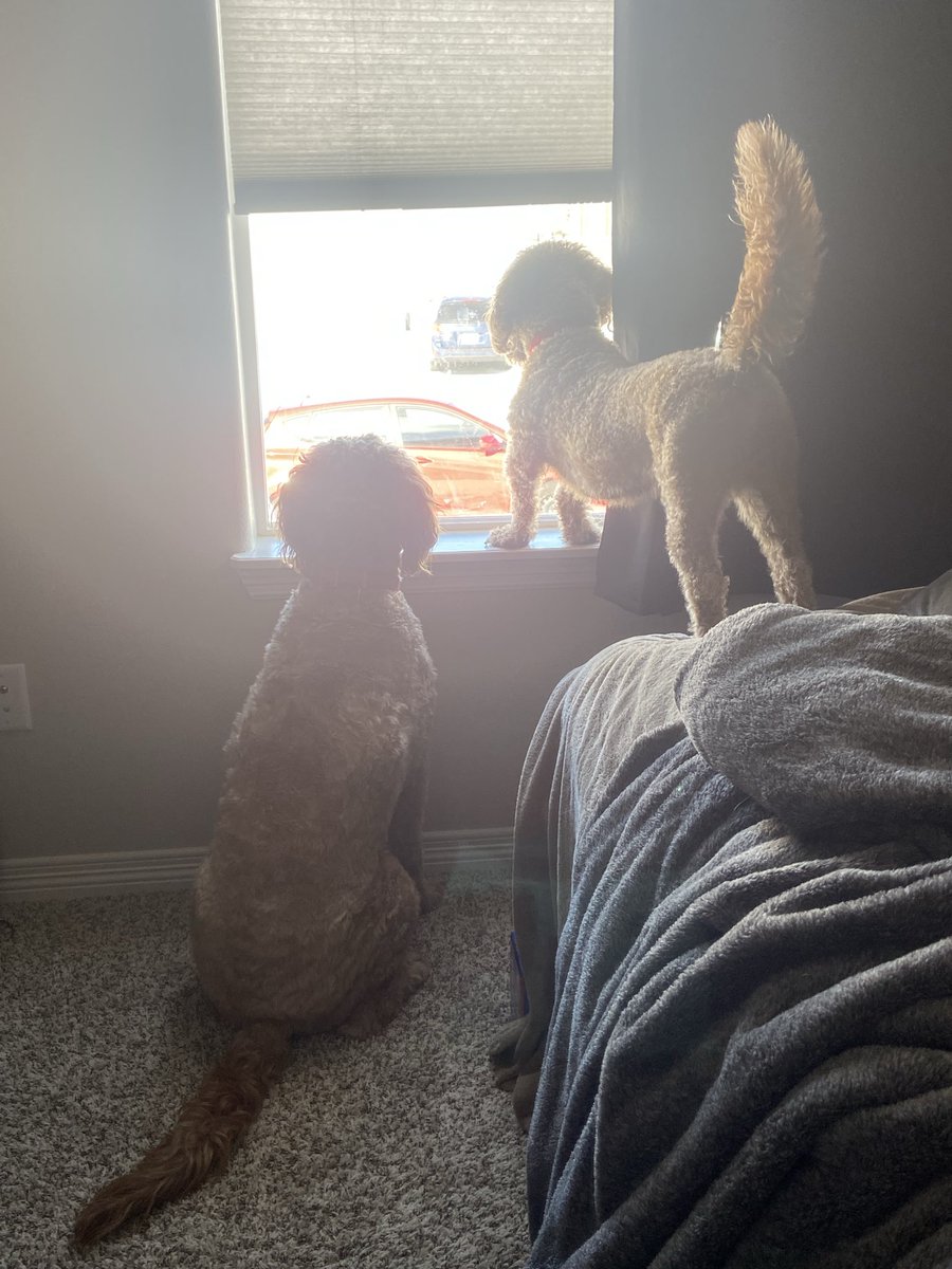 Not_CassieJ's tweet photo. @Garrett_Watts My little baby boys https://t.co/1hTA0Vkntq
