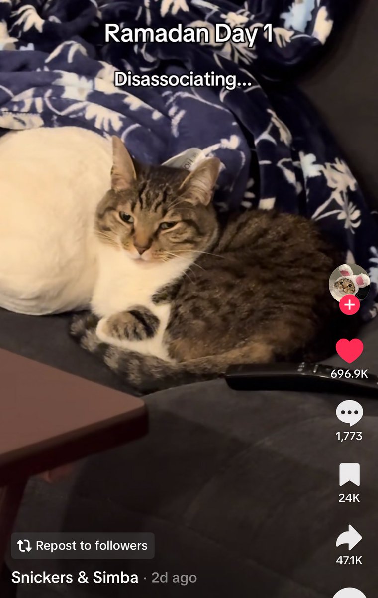 LottiesxWorld's tweet photo. Funniest part about Ramadan are those Ramadan cats on TikTok that also wake-up in the middle of the night 😭 https://t.co/JfD9q1ckmA