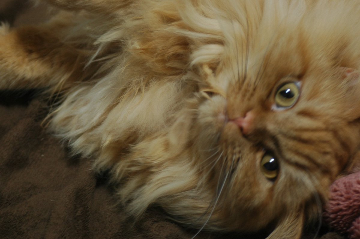 ふーちゃん＠猫オデ (@fu5danmemo) / Posts / X