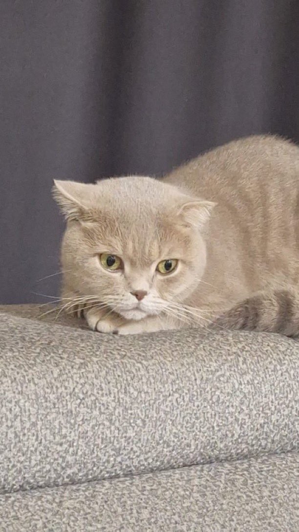 İSTANBUL 

Duman 1.5 yaşında, erkek ve kısır. Anksiyete problemi var, kalmvet kullanıyor. Ailesi istemiyor, bir an önce onu sevgisiyle iyileştirecek ailesini arıyor. Benimle iletişime geçebilirsiniz. 🙏🏻

<a href="/bellavesimba/">🐶 Bella&Simba 🦁</a>