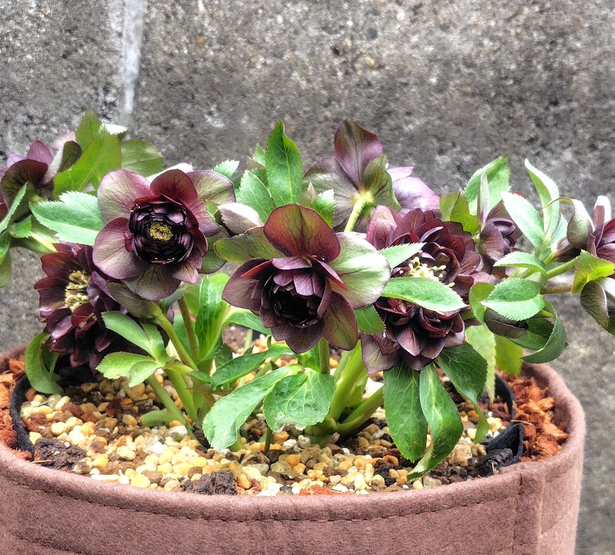 先日投稿した広瀬園芸さんの多弁が今になってフル多弁化した。 蕾買い