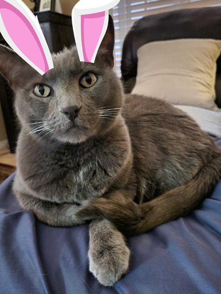 acatnamedfritz's tweet photo. #WhenThingsStartToSprout
Hmm .. I sprouted for Easter too soon https://t.co/KTbalvway4
