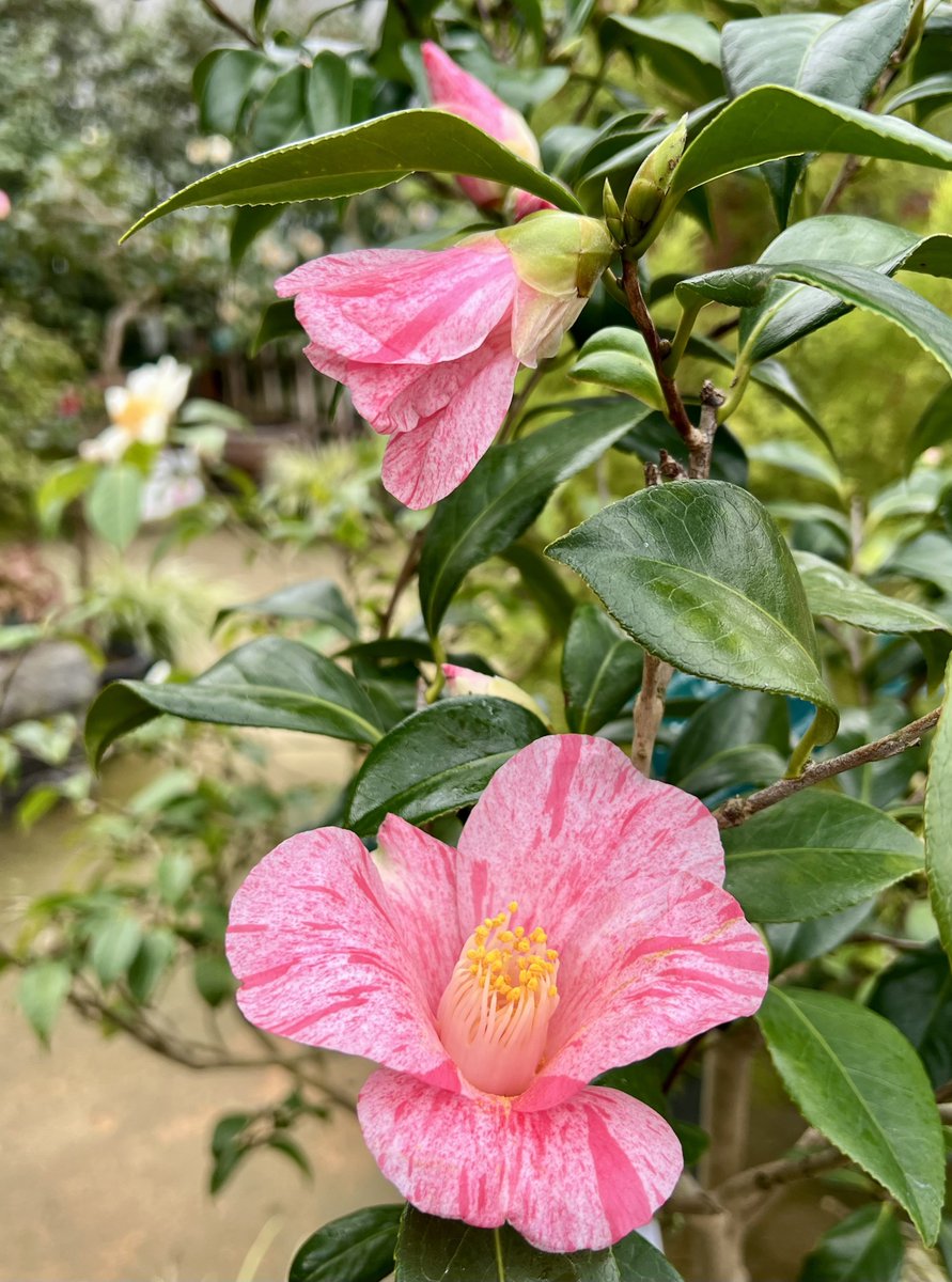 斑入りが綺麗な椿 品種は絞り菊月 うっすらとしたしま模様と色合いが