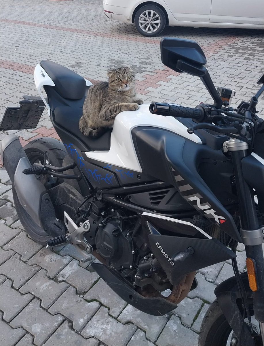 fdnaky's tweet image. Bizim sitenin kedisi. İsmi Kulaksız 😎

#cat #turkishcat #Turkey