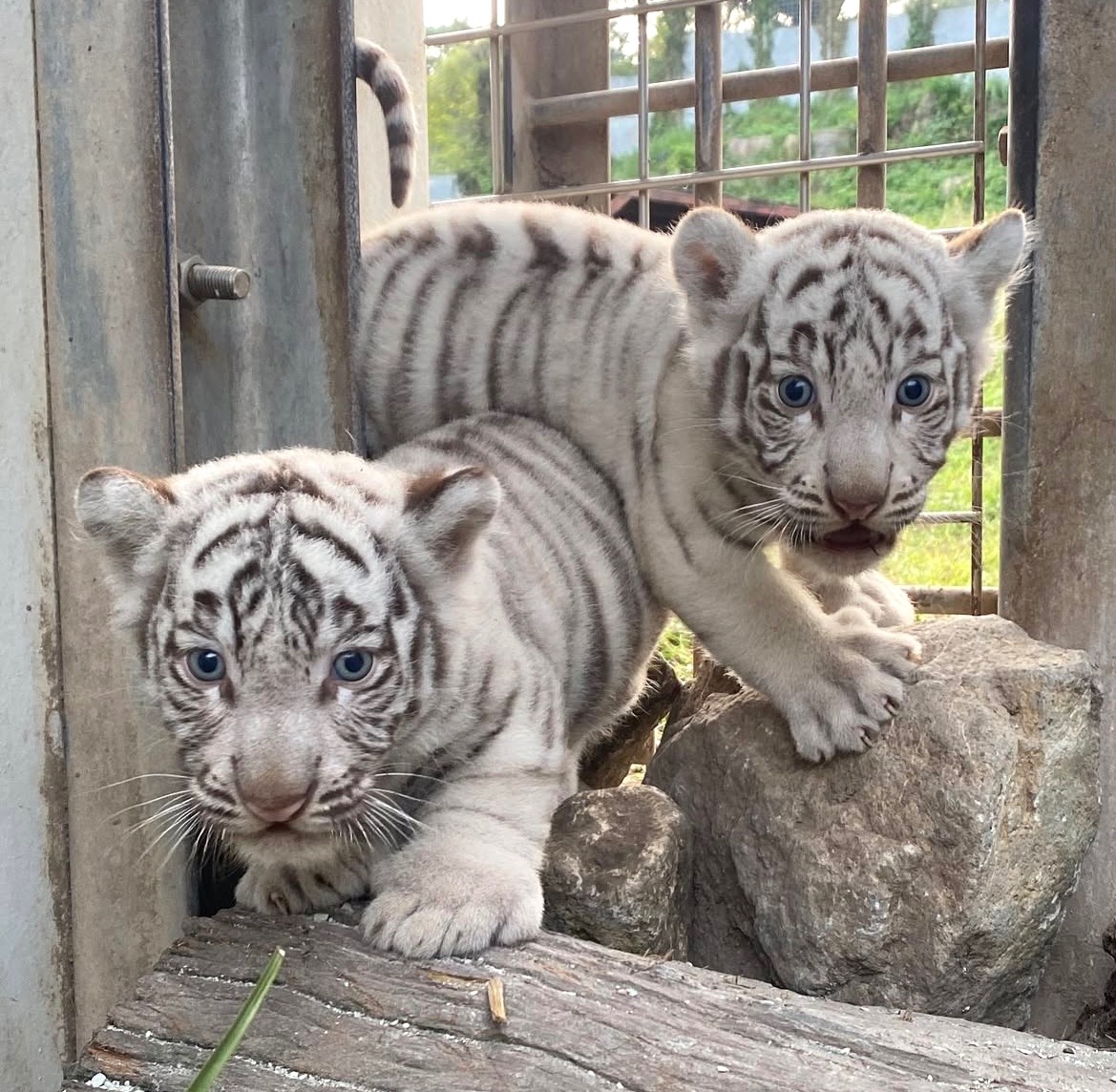 kyoka_yz's tweet image. RT @imakaranew001: 〜親離れってなんでしゅか？💕😭〜

#伊豆アニマルキングダム 
#伊豆アニマルキングダムインスタ切抜き
#ホワイトタイガー
#ツキ　#シグレ